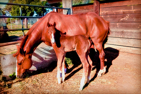 Mare and Foal