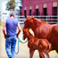 mare-and-foal-2